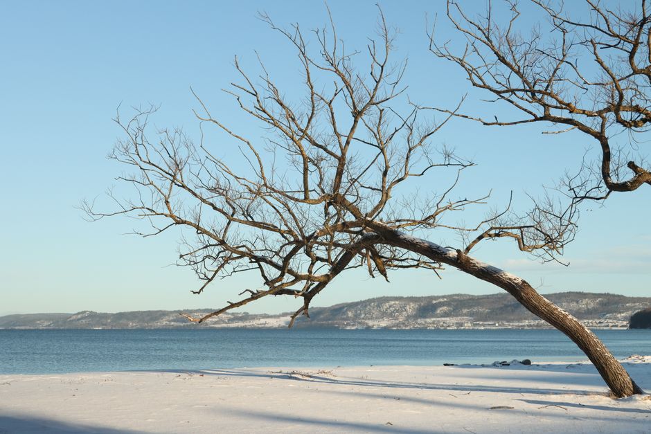 Snow-covered beach in Jönköping, Sweden with a bare tree and the tranquil ocean.