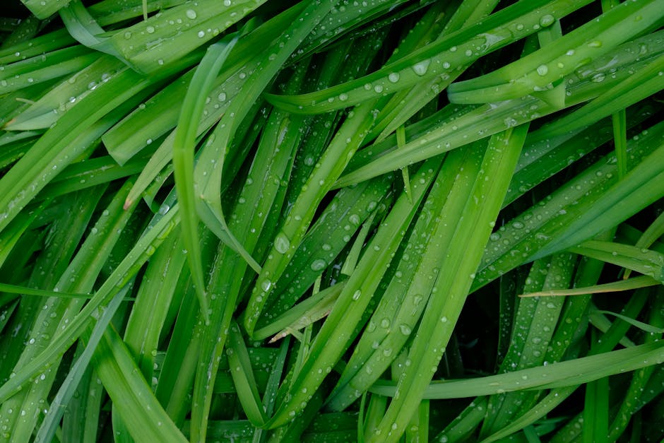 Close-up of vibrant green grass blades covered in dewdrops, showcasing natural freshness.