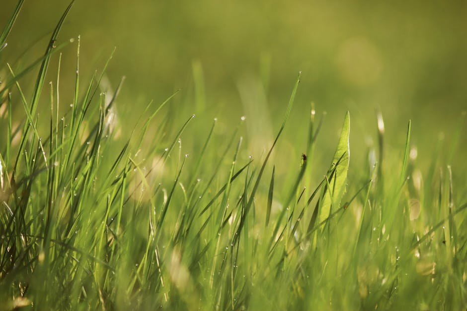 Close-up shot of vivid green grass blades covered with morning dew, capturing freshness and tranquility.