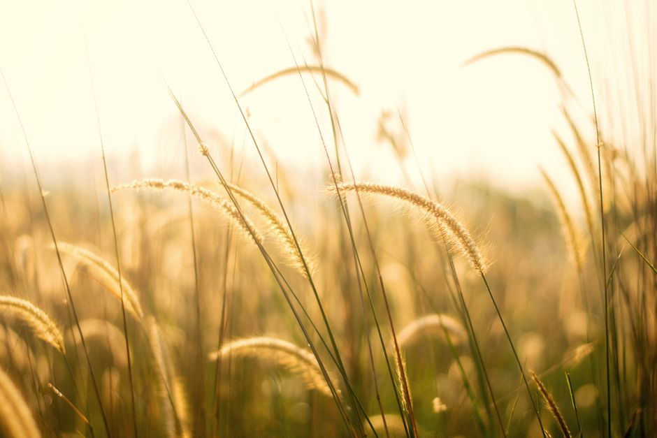 Close-up of golden wheat in a field at sunrise, capturing the essence of nature and growth.