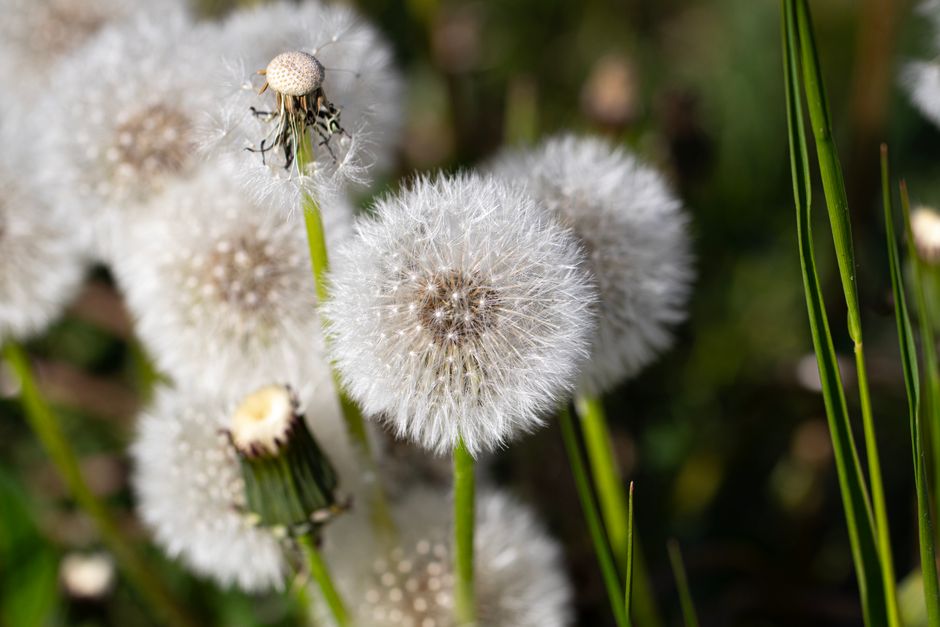 Detailed capture of dandelion seed heads basking in sunlight, showcasing nature's beauty in spring.