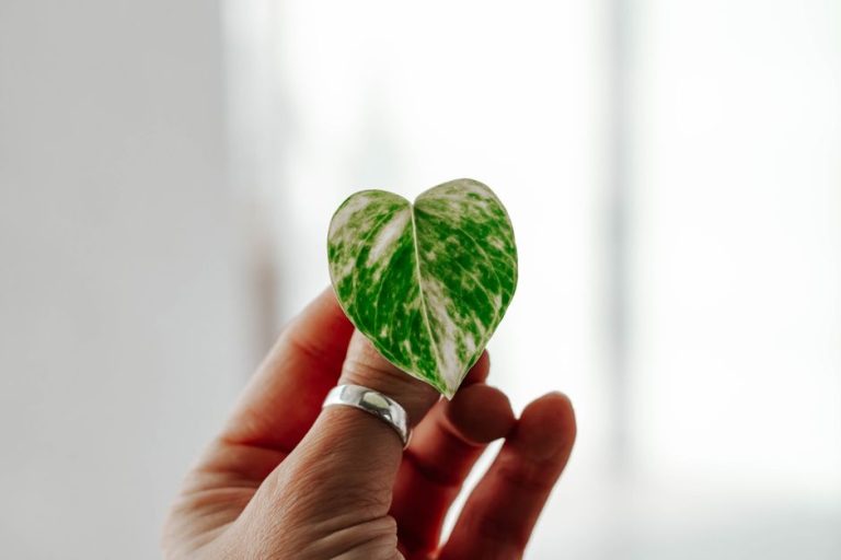 Heart Health Month: 7 Habits That Protect Your Heart