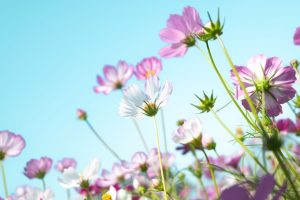 Spring-Clean Your Sleep Routine as the Evenings Get Lighter