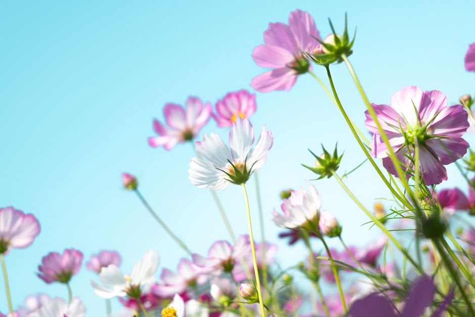 Spring-Clean Your Sleep Routine as the Evenings Get Lighter